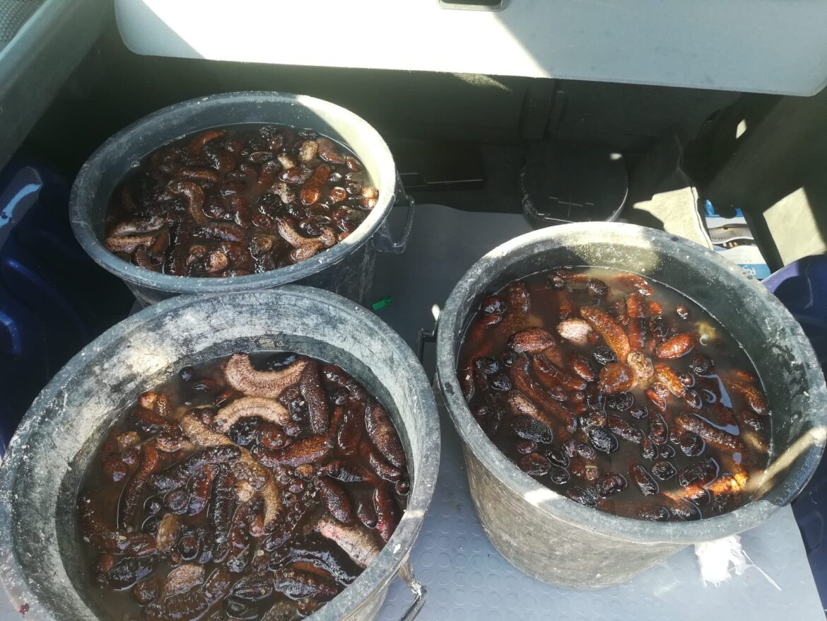 [video] – Pesca di frodo, due sub denunciati. Sequestrate e rigettate in mare oloturie e ostriche