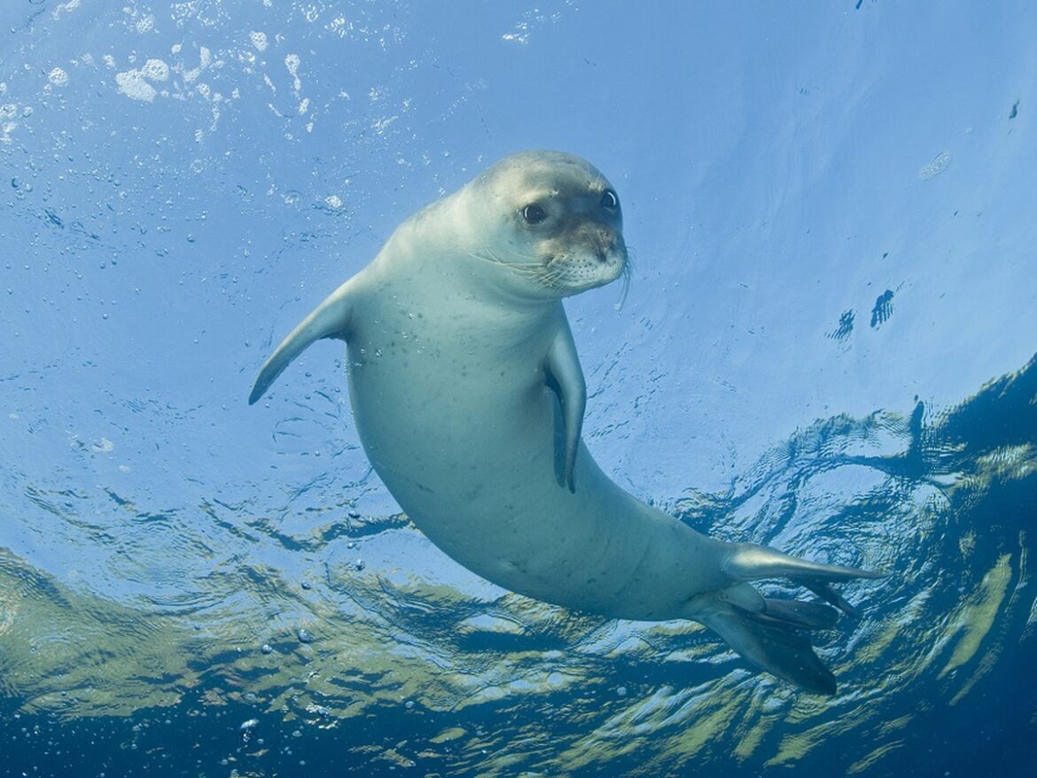 [video] – Porto Cesareo, avvistato esemplare di foca monaca. D’Ambrosio: “Storico ritorno”