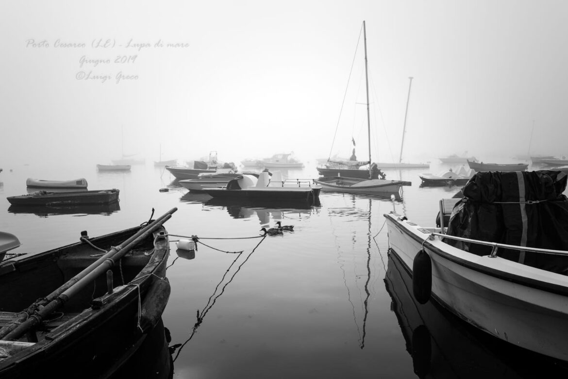 La lupa di mare