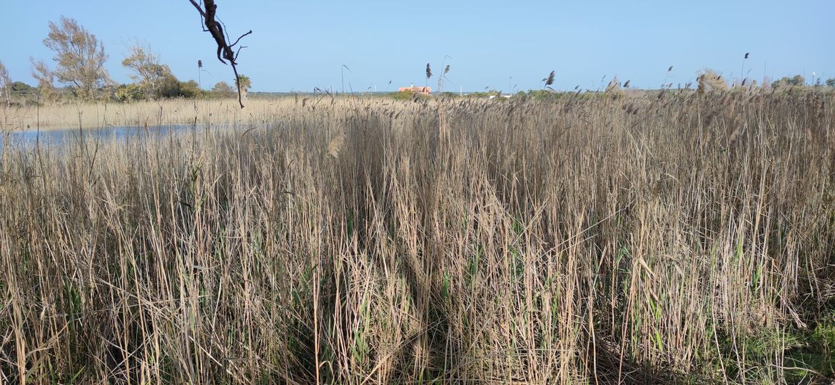 Allarme sullo stato dei bacini, la sollecitazione dell’associazione Lido degli Angeli: “Manutenzione non più rinviabile”