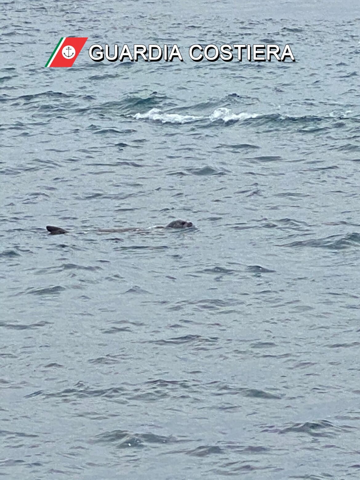 Un esemplare di foca monaca al Seno del Canneto (Gallipoli). Le linee guida sui corretti comportamenti