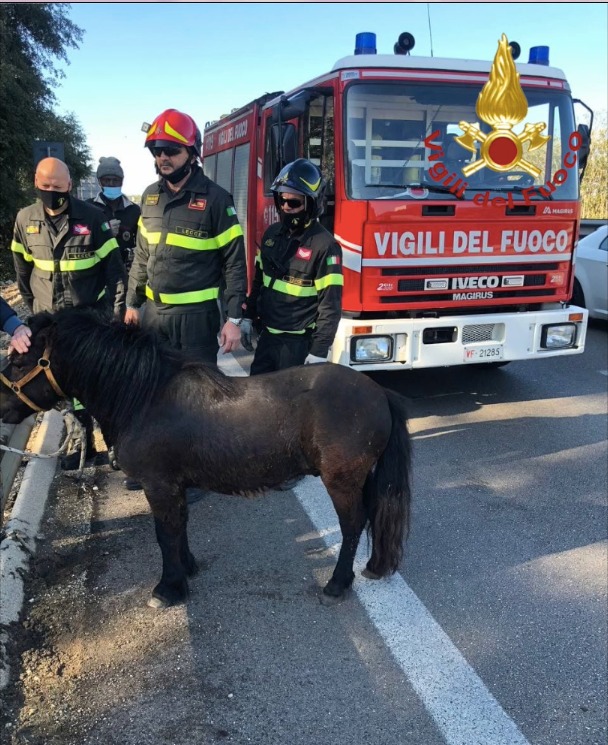 [video] – Pony scappa da un maneggio, vvff lo recuperano e lo mettono in salvo