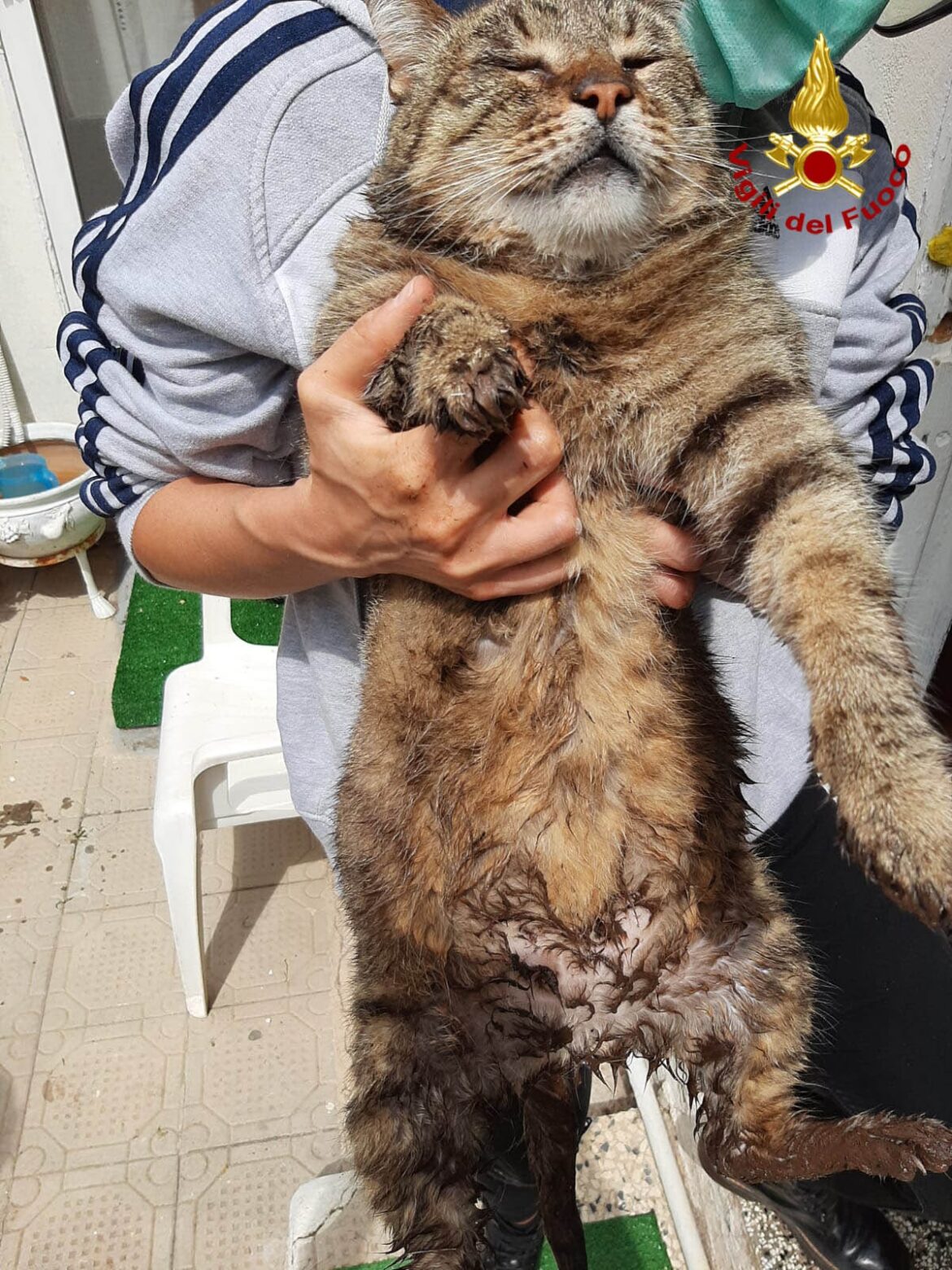 Gatto precipita in una cisterna, vigili del fuoco lo recuperano