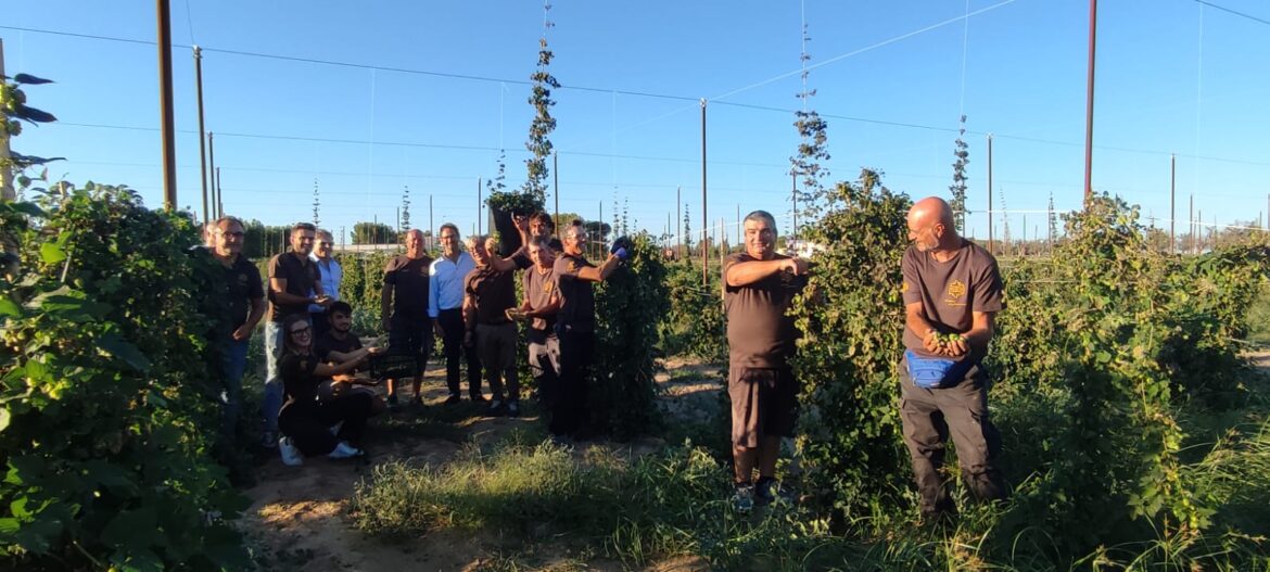 Luppoli da birra made in Salento, a Leverano una sfida diventa realtà. E a breve arriverà la malteria